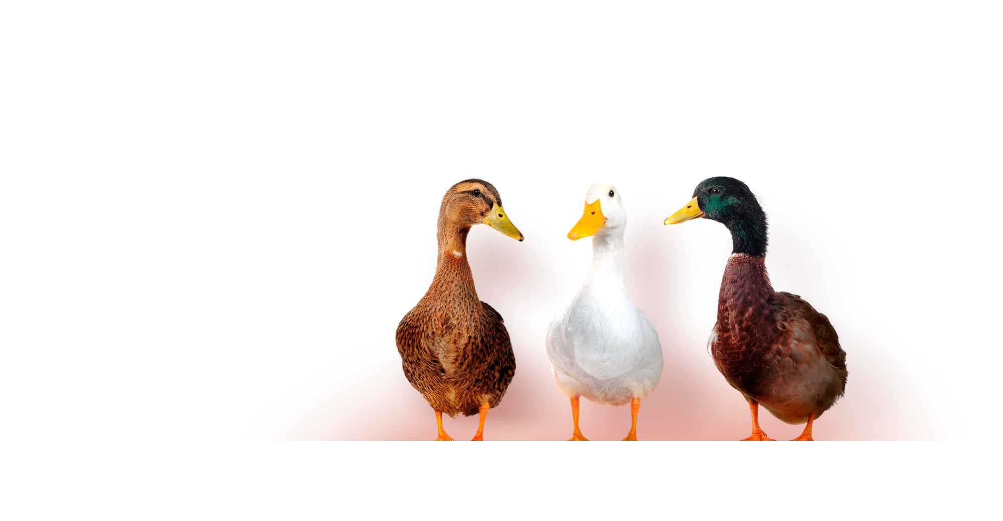 Literally, three ducks in a row!
